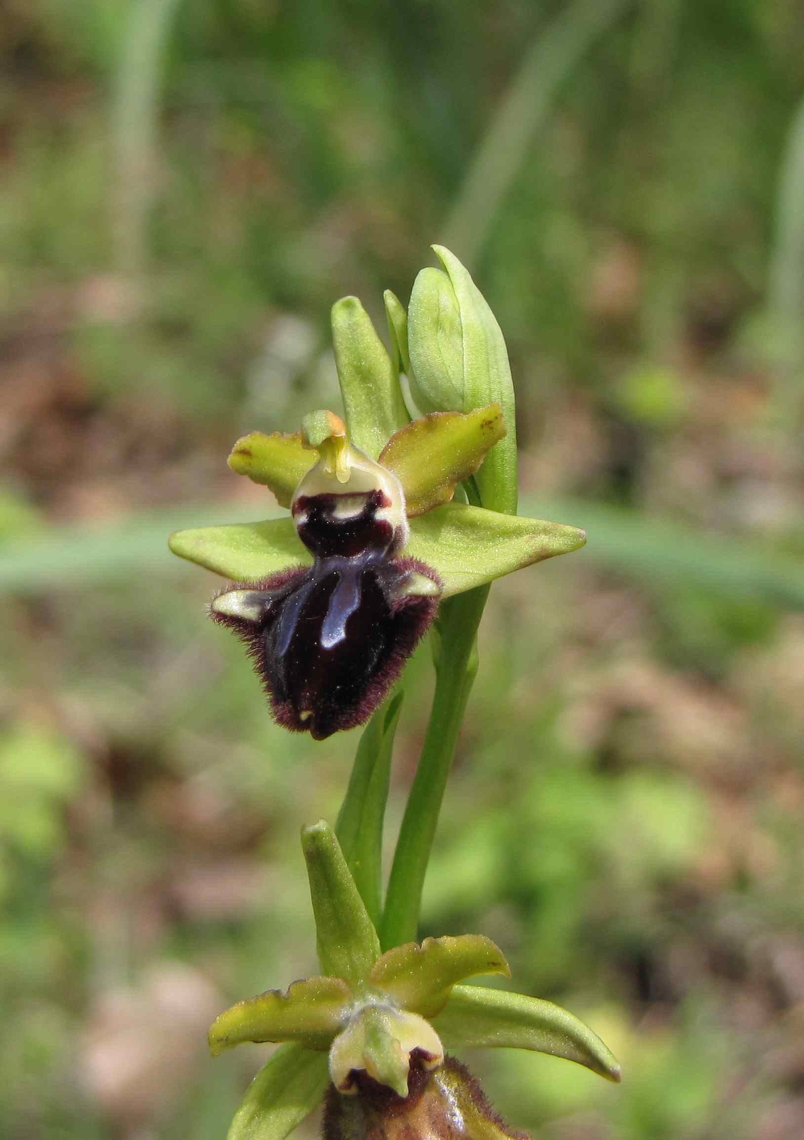 ophrys incubacea